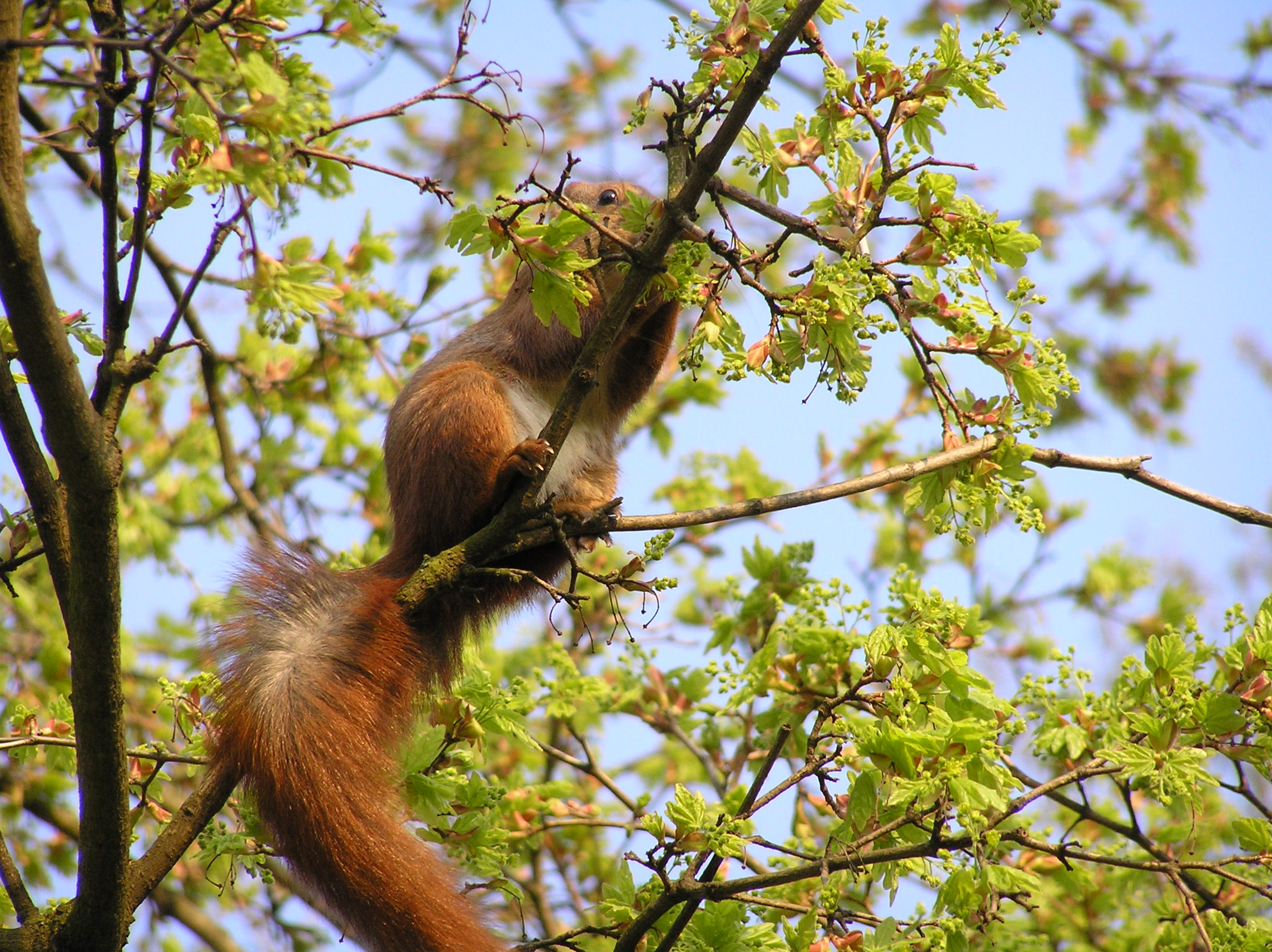 photos von einem eichhörnchen im baum