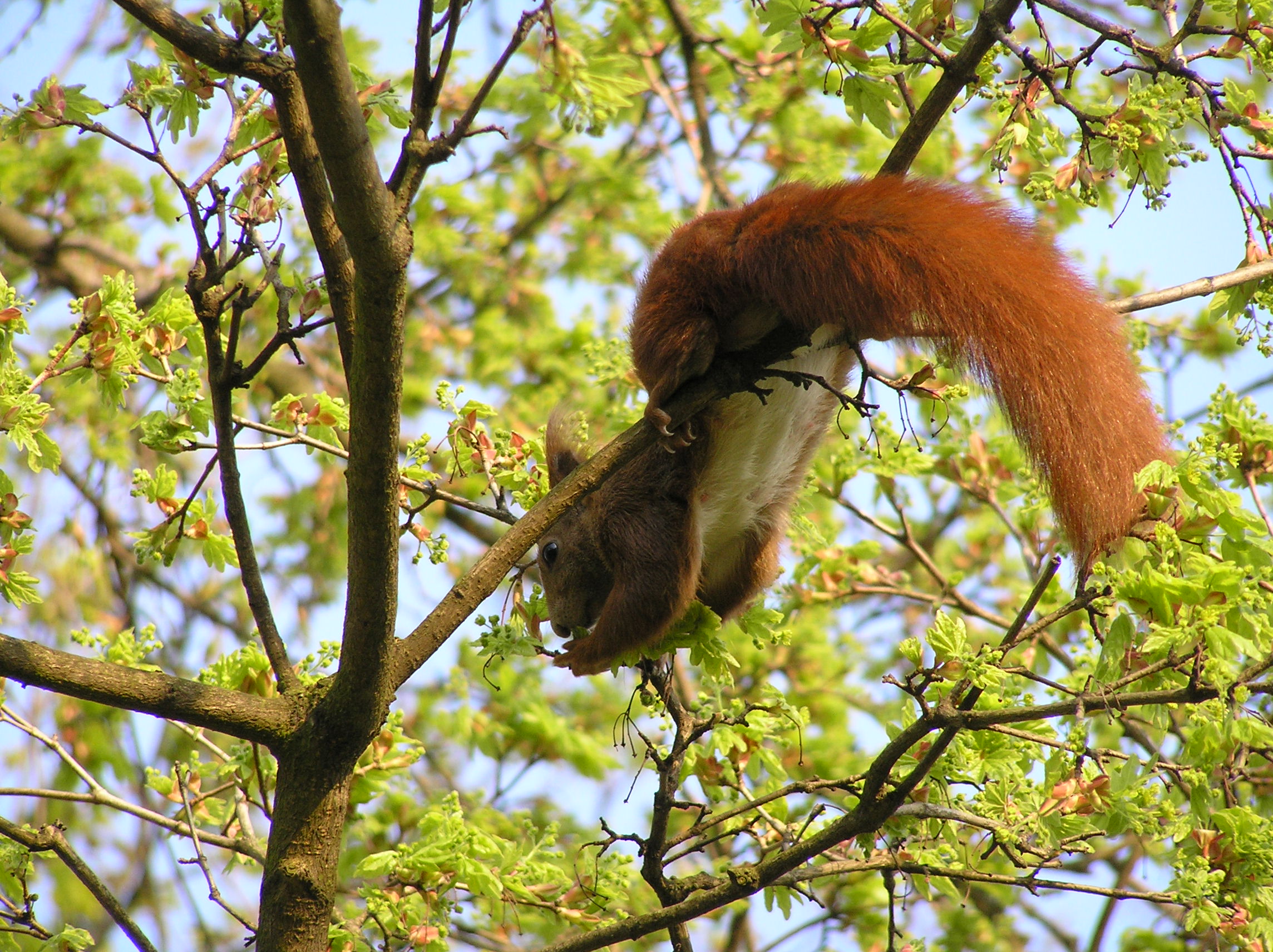 photos von einem eichhörnchen im baum